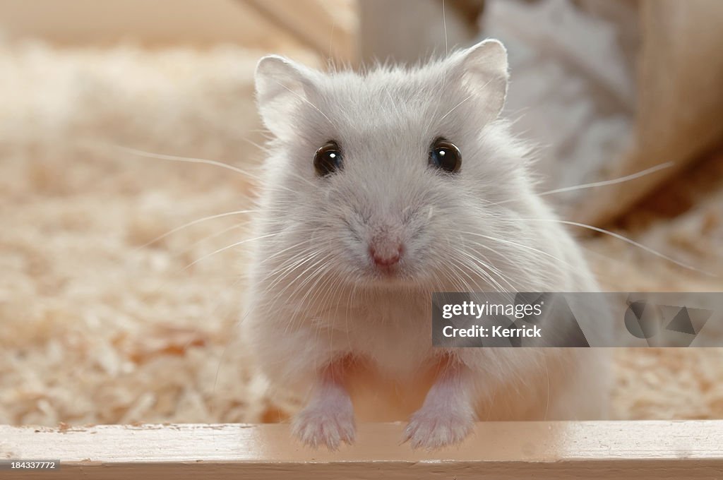 You have called me? Dwarf Hamster - 6 weeks old