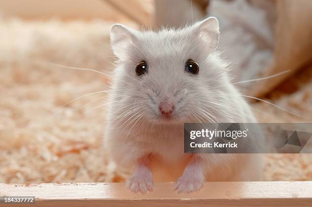 you have called me? dwarf hamster - 6 weeks old - hamster bildbanksfoton och bilder