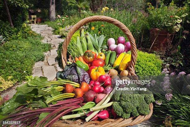 summer harvest of fresh garden vegetable varieties in basket hz - groene paprika stockfoto's en -beelden