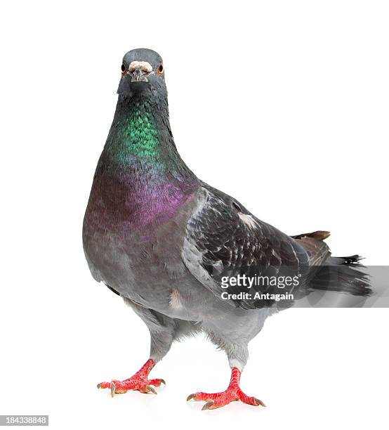 pigeon - pigeons stock pictures, royalty-free photos & images