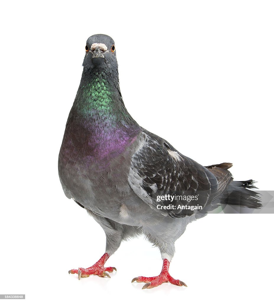 Pombo
