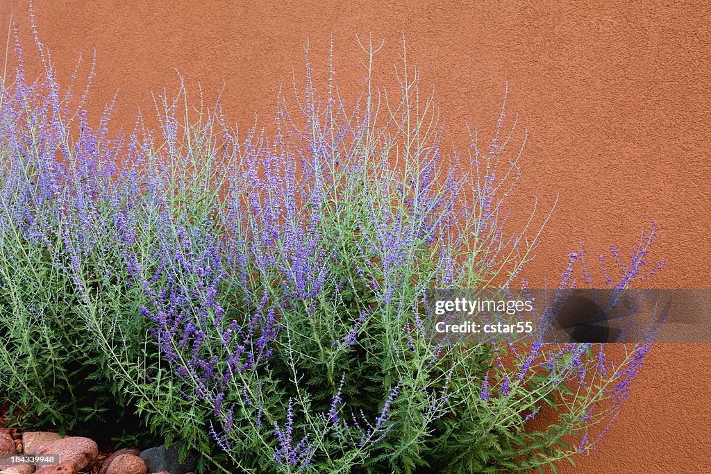 Russian Sage and Adobe Wall