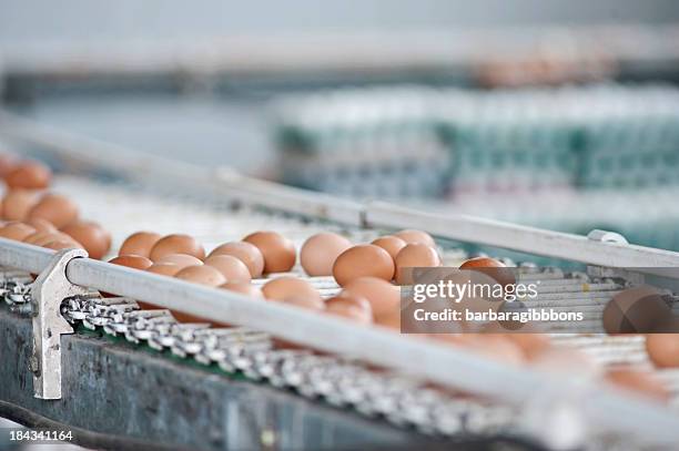 marrón de huevo - óvulo fotografías e imágenes de stock