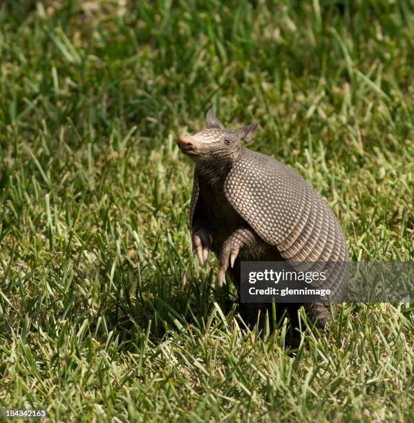 armadillo in the air - armadillos stock pictures, royalty-free photos & images