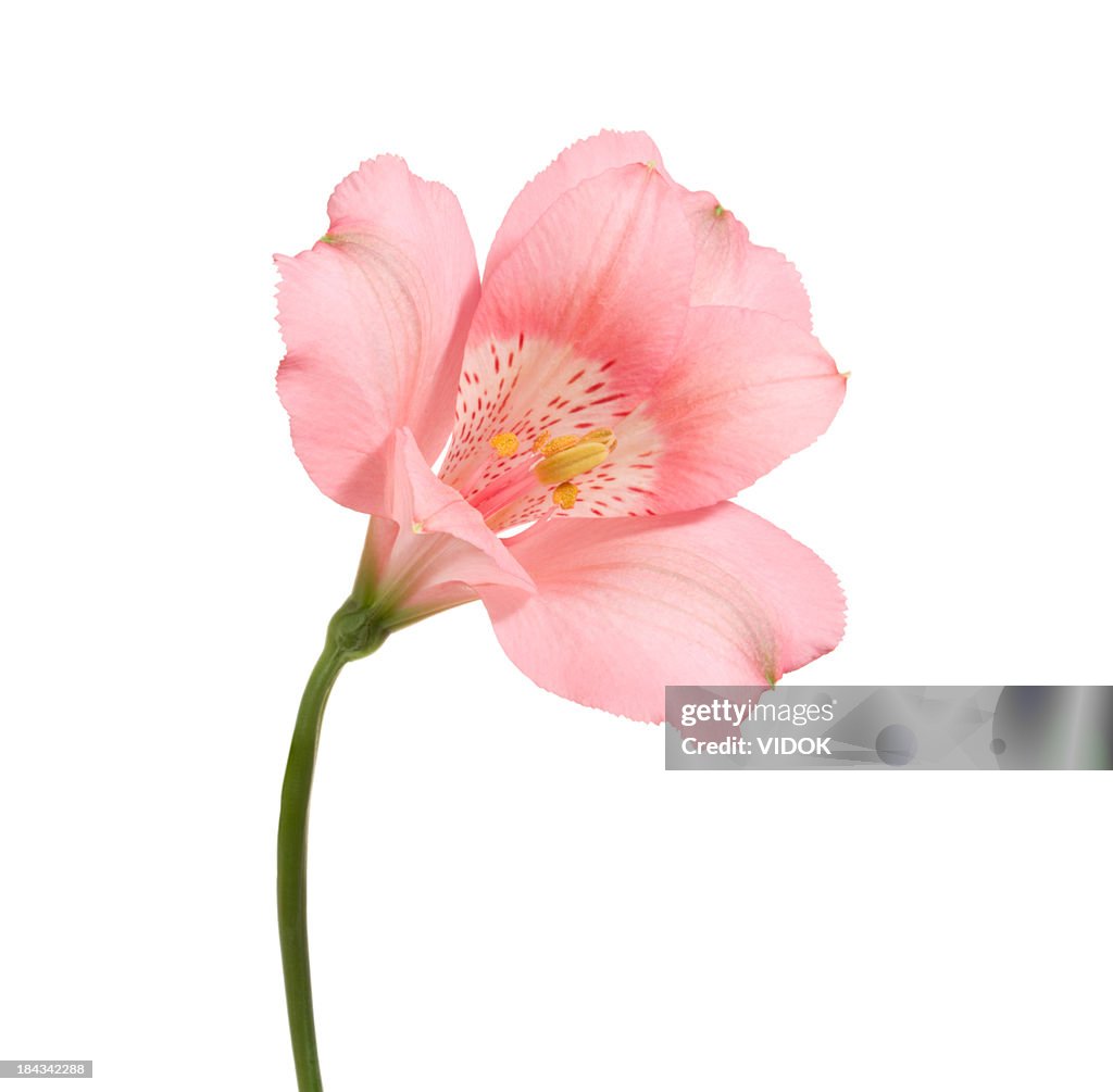 Alstroemeria.