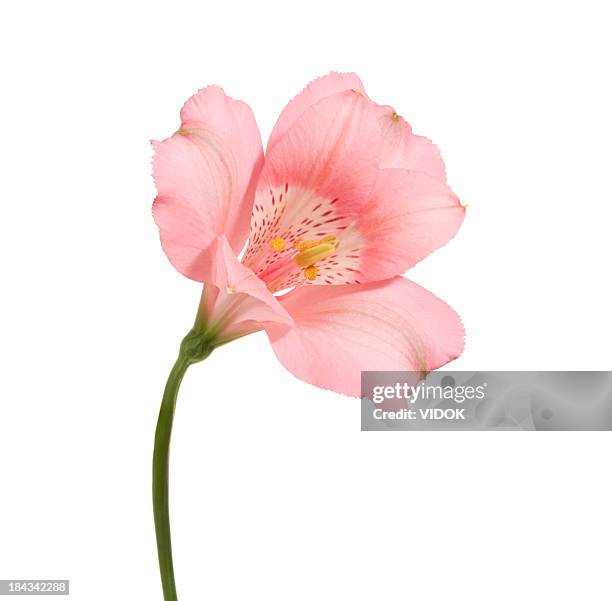 alstroemeria. - pink color stock pictures, royalty-free photos & images