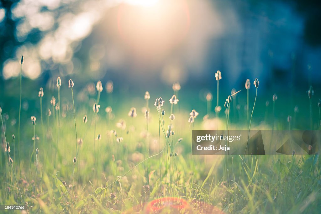 Morning in the field