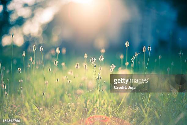 morning in the field - tranquility stock pictures, royalty-free photos & images
