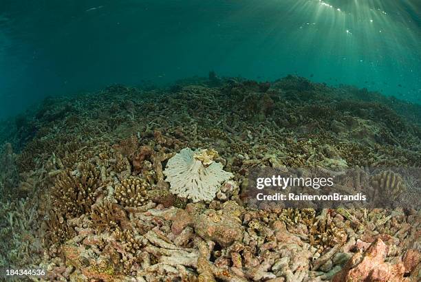 degrada coral reef - animal muerto fotografías e imágenes de stock