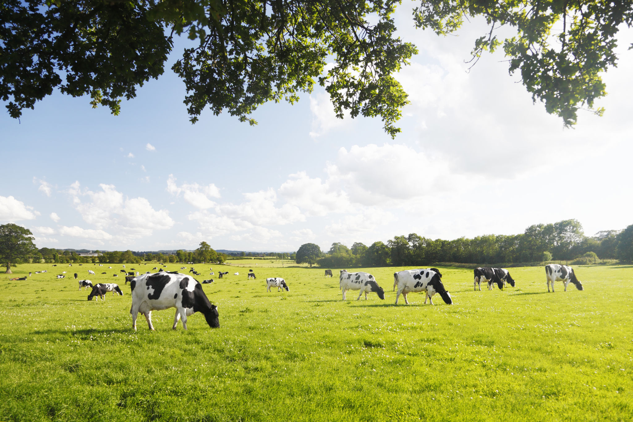 livestock grazing