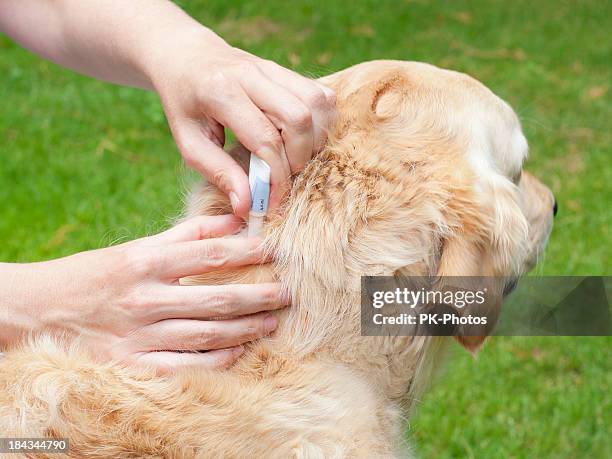 marcar la prevención - dog tick fotografías e imágenes de stock