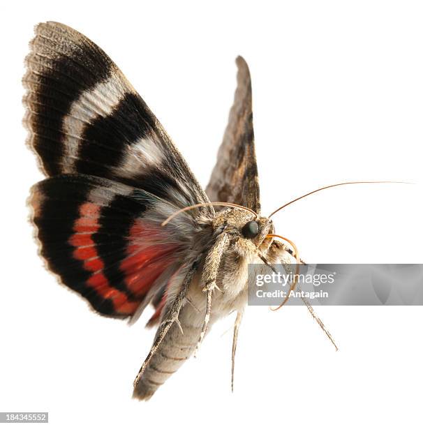 moth flying - moth stock pictures, royalty-free photos & images