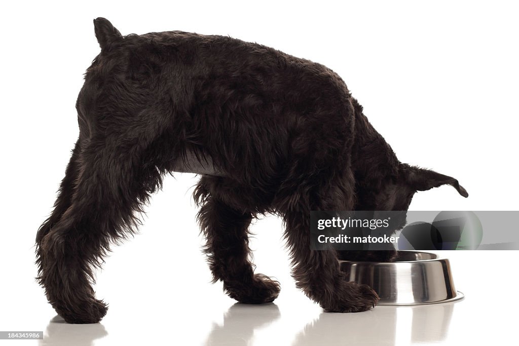 Schnauzer Hund Essen oder Trinken von Gericht