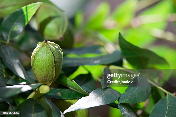 pecans on tree - pecan tree stock pictures, royalty-free photos & images