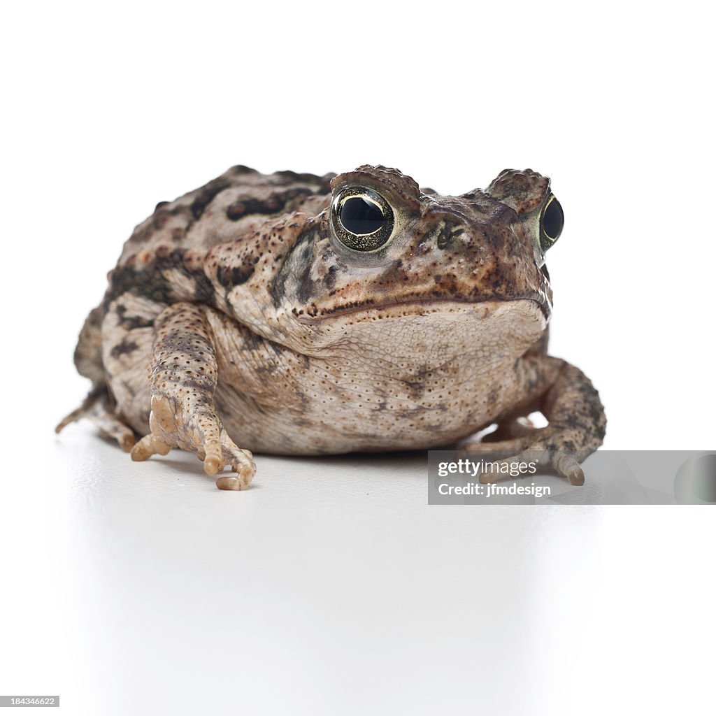 Cane Tooad Young Cane Toad Portrait High-Res Stock Photo - Getty Images