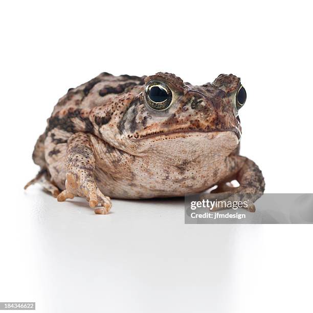 jovem sapo-cururu retrato - cane toad - fotografias e filmes do acervo