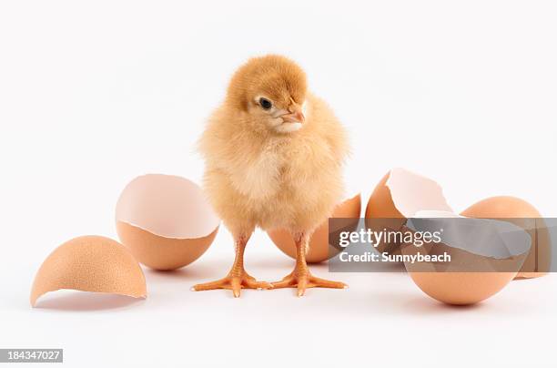 little chicken - chick egg stock pictures, royalty-free photos & images