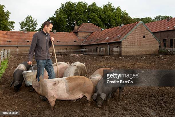 farmer arbeitet auf eine kostenlose auswahl mit schweinen. - schweinestall stock-fotos und bilder