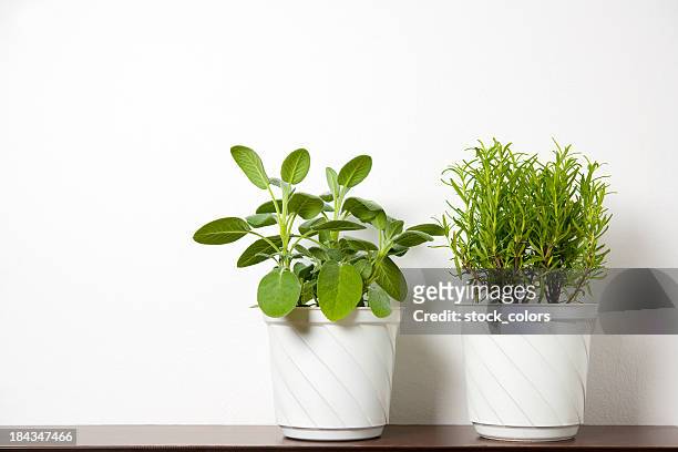 plants on white - herbs stockfoto's en -beelden