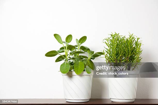 plants on white - herb bildbanksfoton och bilder