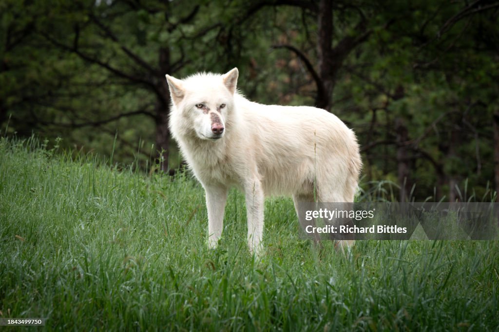 White Wolf