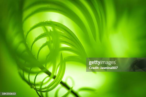 palm leaf - macro photography plants stock pictures, royalty-free photos & images