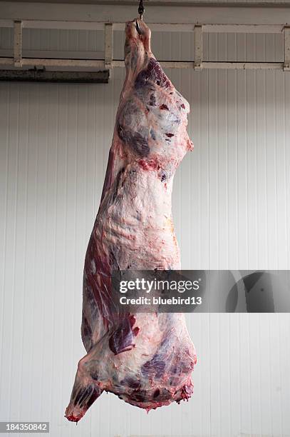 slaughtered animal hanging from ceiling - dead animal stock pictures, royalty-free photos & images