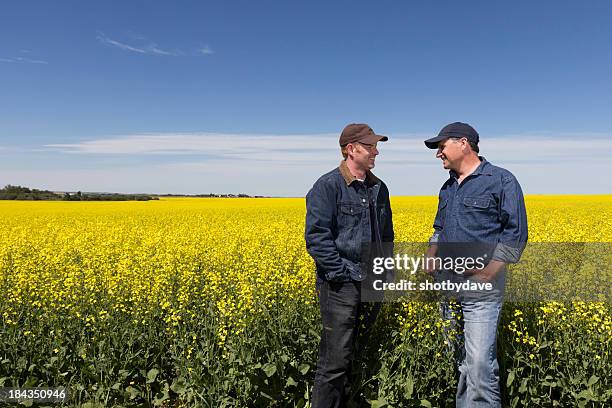 a agricultura amigos - canola imagens e fotografias de stock