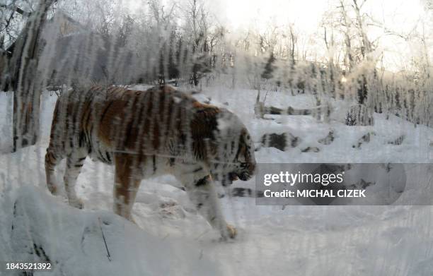 Tiger walks on January 4, 2011 at Prague Zoo in the Czech capital. AFP PHOTO / MICHAL CIZEK