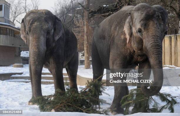 Two Indian elephants carry Christmas trees on January 4, 2011 at Prague Zoo in the Czech capital. AFP PHOTO / MICHAL CIZEK