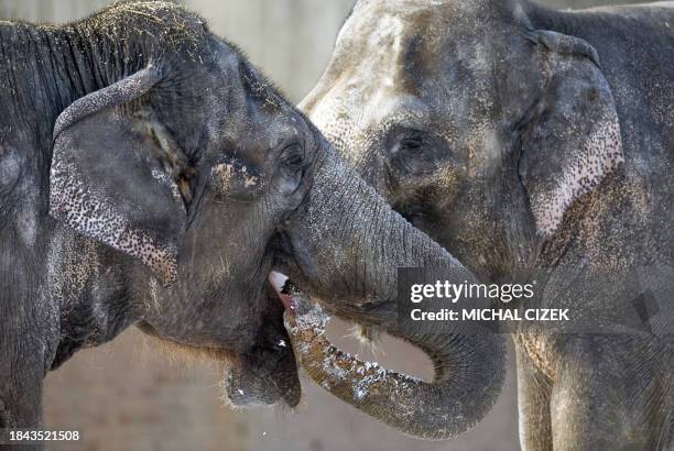 Two Indian elephants eat snow on January 4, 2011 at Prague Zoo in the Czech capital. AFP PHOTO / MICHAL CIZEK