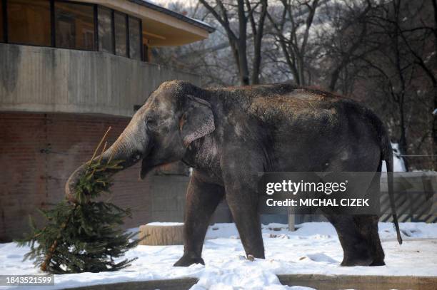 An Indian elephant carries a Christmas tree on January 4, 2011 at the Prague zoo. AFP PHOTO MICHAL CIZEK