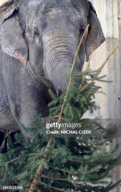 An Indian elephants plays with Christmas trees on January 4, 2011 at Prague Zoo in the Czech capital. AFP PHOTO / MICHAL CIZEK