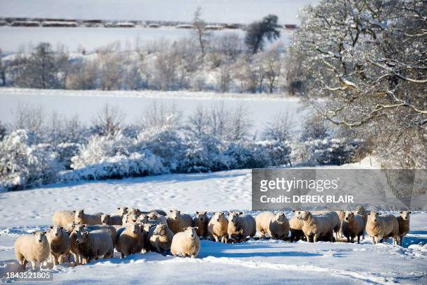 Sheep are pictured in deep snow north of Hawick, in Scotland, on January 7, 2010. Britain's harshest winter for decades continued to disrupt sports...