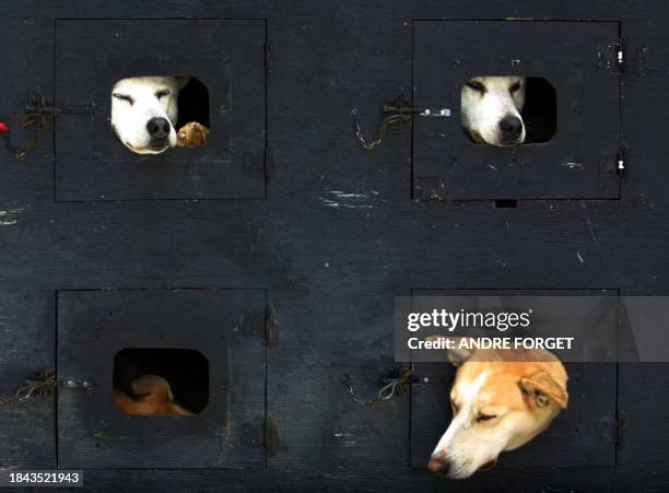 Tired dogs waiting to be transported home peer out of holes after a long day racing through the streets of Old Quebec City during the Winter Carnival...