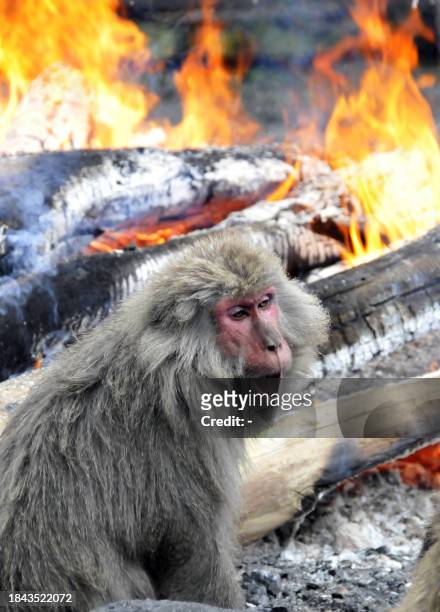 Japanese macaque yawns close to an open fire to keep warm at Japan monkey center in Inuyama city in Aichi prefecture, central Japan on December 22,...