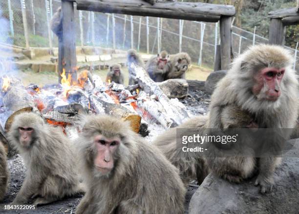 Japanese macaques rest close to an open fire to keep warm at Japan monkey center in Inuyama city in Aichi prefecture, central Japan on December 22,...