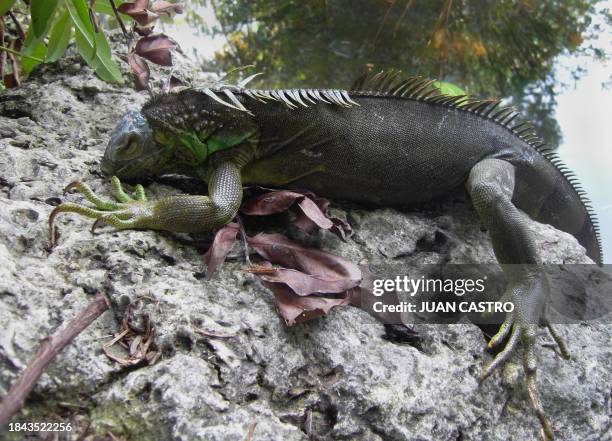 An iguana which fell from a tree climbs a rock in Miami on January 8, 2010 as an unusual cold spell has hit the normally balmy southern state of...