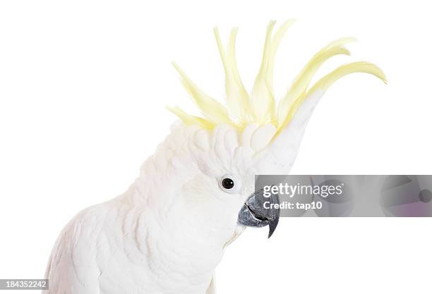 sulphur crested cockatoo - tamdjur bildbanksfoton och bilder