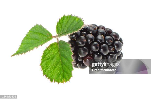 fresh blackberry with leaves - bramen stockfoto's en -beelden