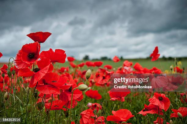 red poppies in a field with a cloudy sky - poppy flower stock pictures, royalty-free photos & images