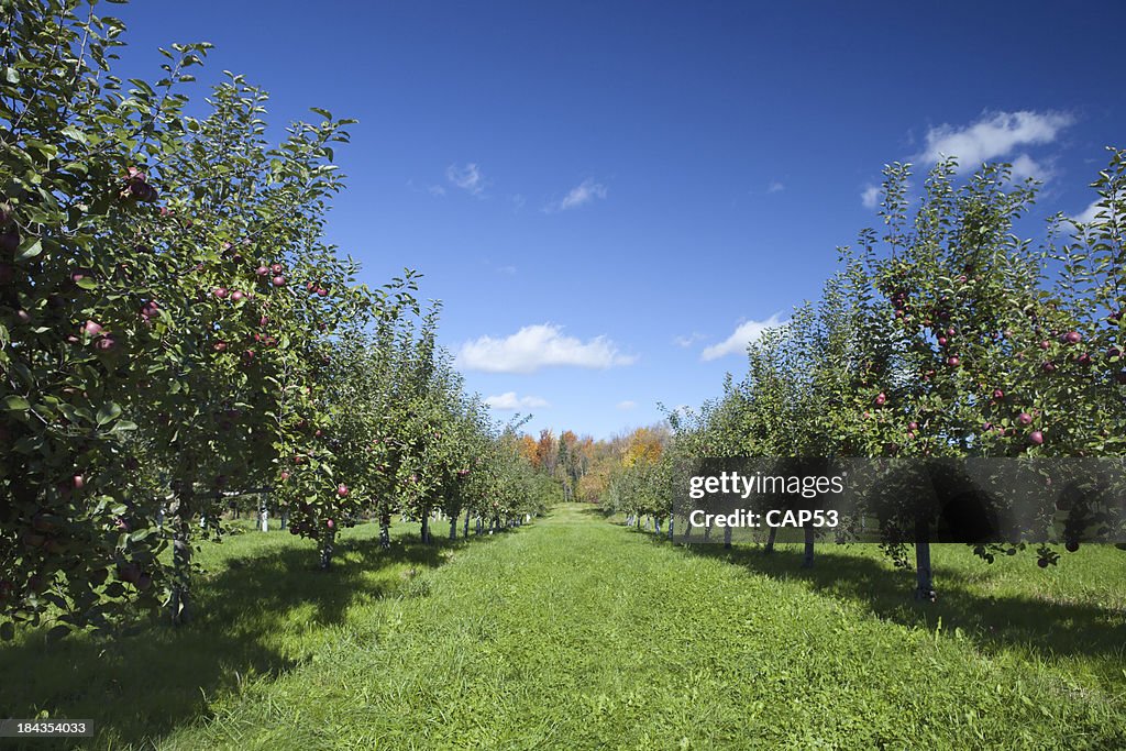 Apple Trees In Orchard