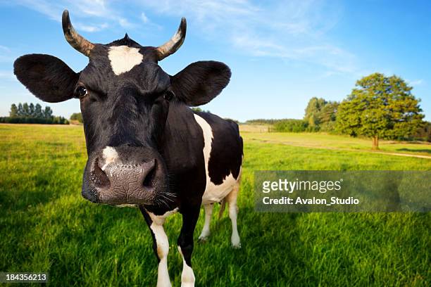 kuh auf viehweide - female cows with horns stock-fotos und bilder