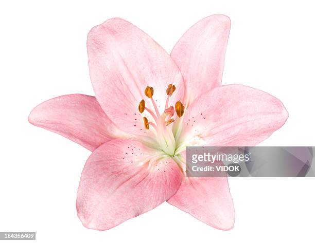 lily. - lily stock pictures, royalty-free photos & images