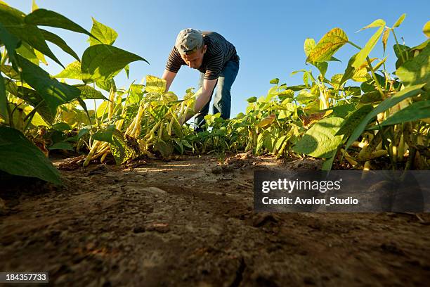 di fagiolo harvest - piantagione foto e immagini stock