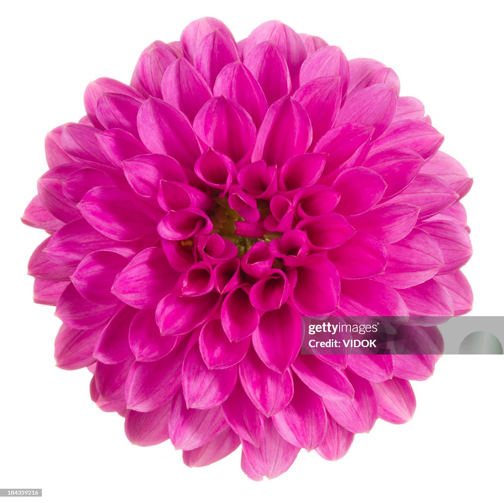 Top view close-up of bright pink dahlia