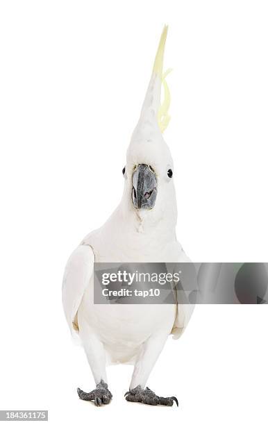 cockatoo emotions - parrot stock pictures, royalty-free photos & images