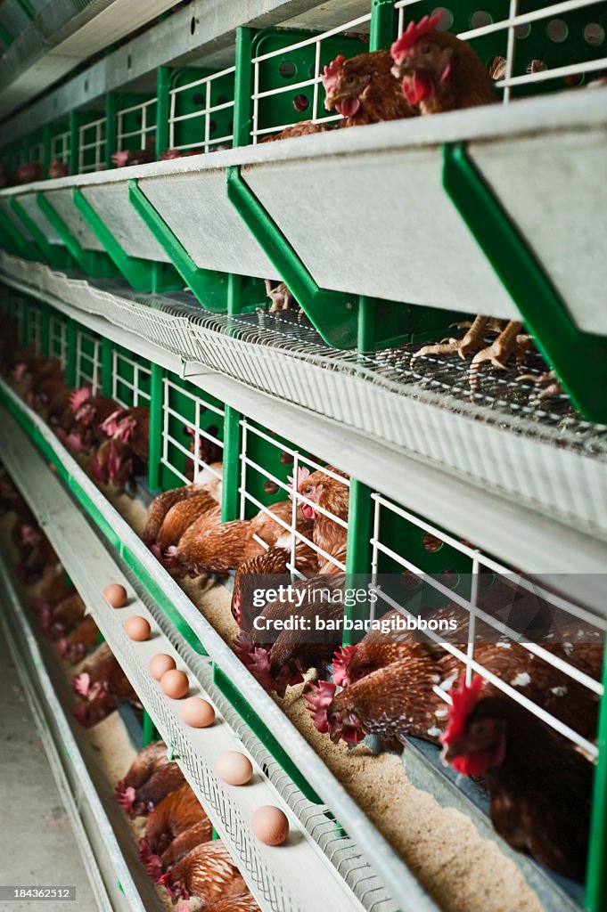 Chickens at the Perdue factory laying fresh eggs