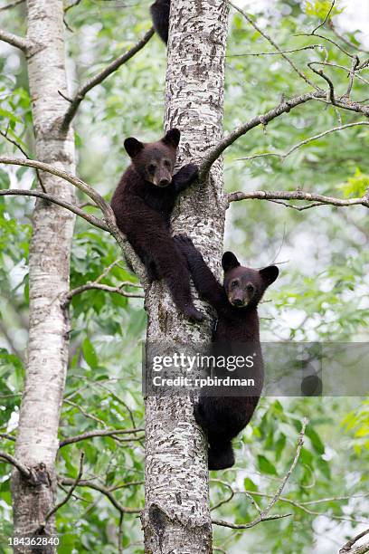 black bear cubs - cub photos et images de collection