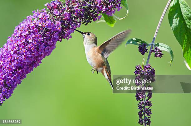 rufous hummingbird feeding on a butterfly bush xl - butterfly bush stock pictures, royalty-free photos & images